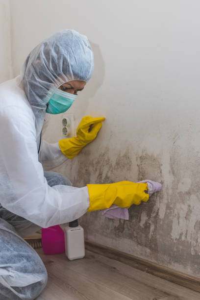 Best Environmental Consulting for Mold Prevention  in Barnwell, SC